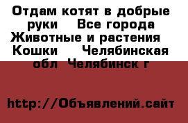 Отдам котят в добрые руки. - Все города Животные и растения » Кошки   . Челябинская обл.,Челябинск г.